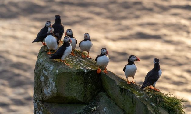 Visiting Mykines Faroe Islands: How To See The Adorable Mykines Puffins