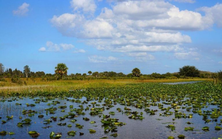 Exploring The Everglades: A Florida Adventure Like No Other