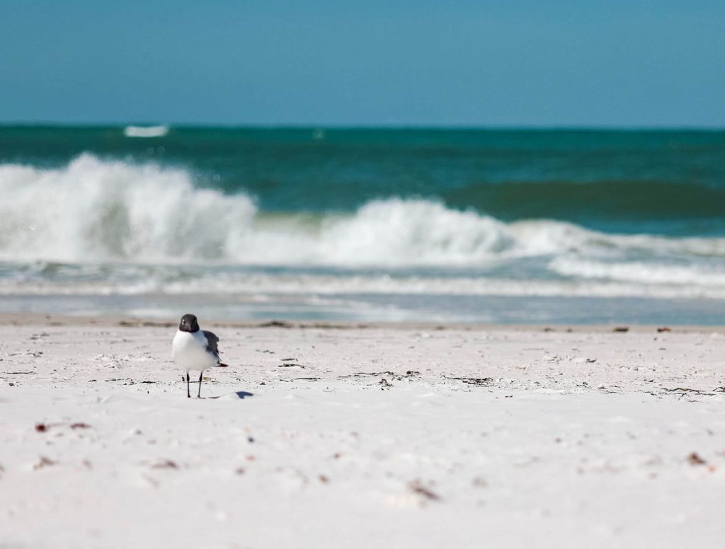 Visiting Longboat Key is one of the best things to do in Bradenton