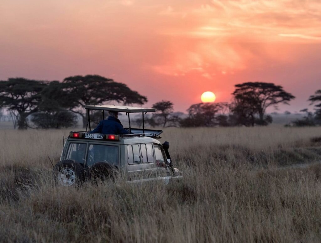 safari truck in high grass at sunset