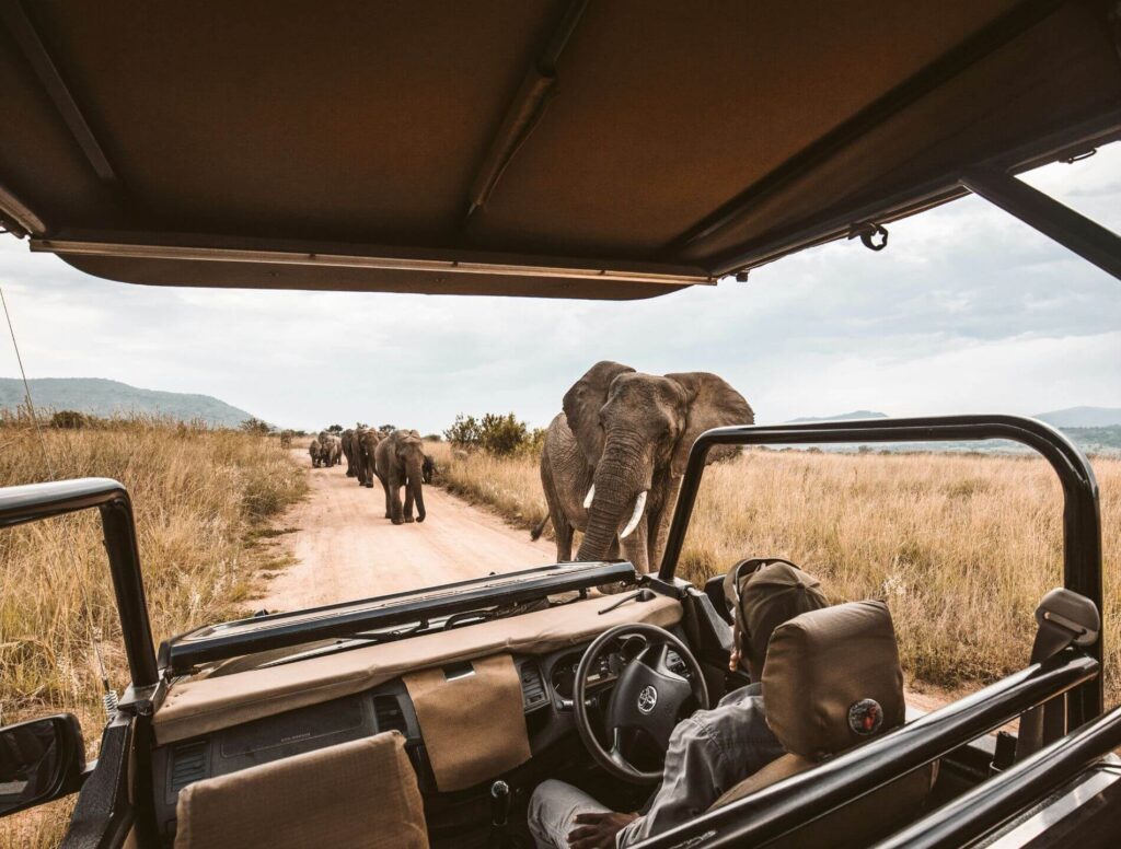 elephants approach safari truck