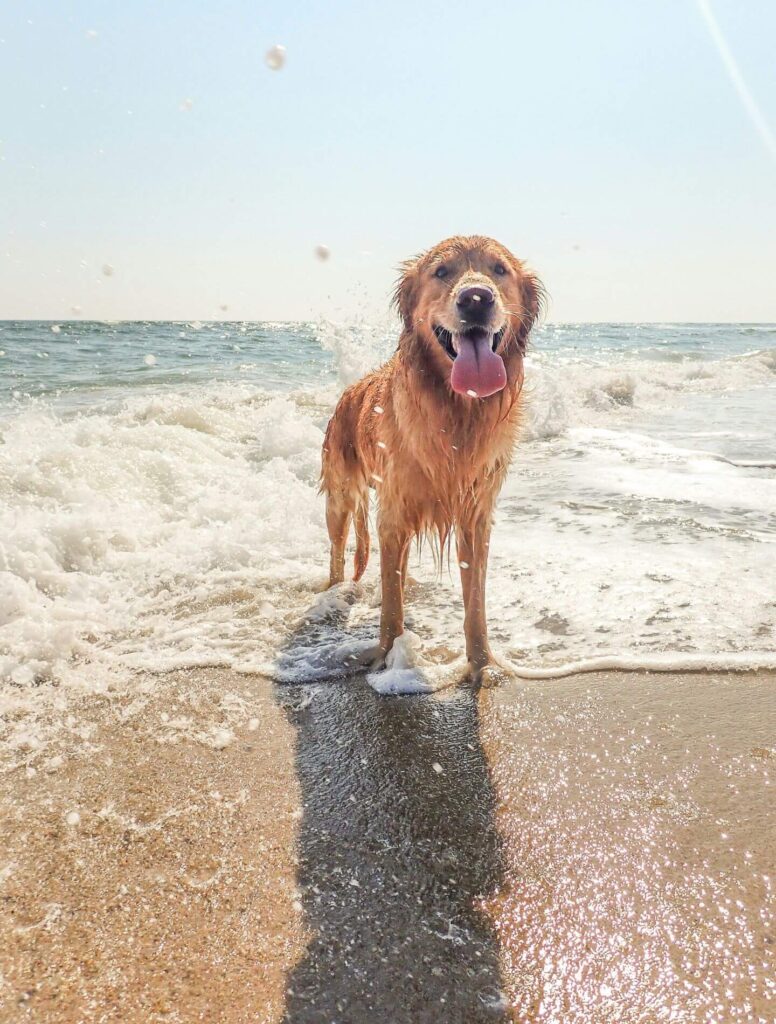 dog playing on beach